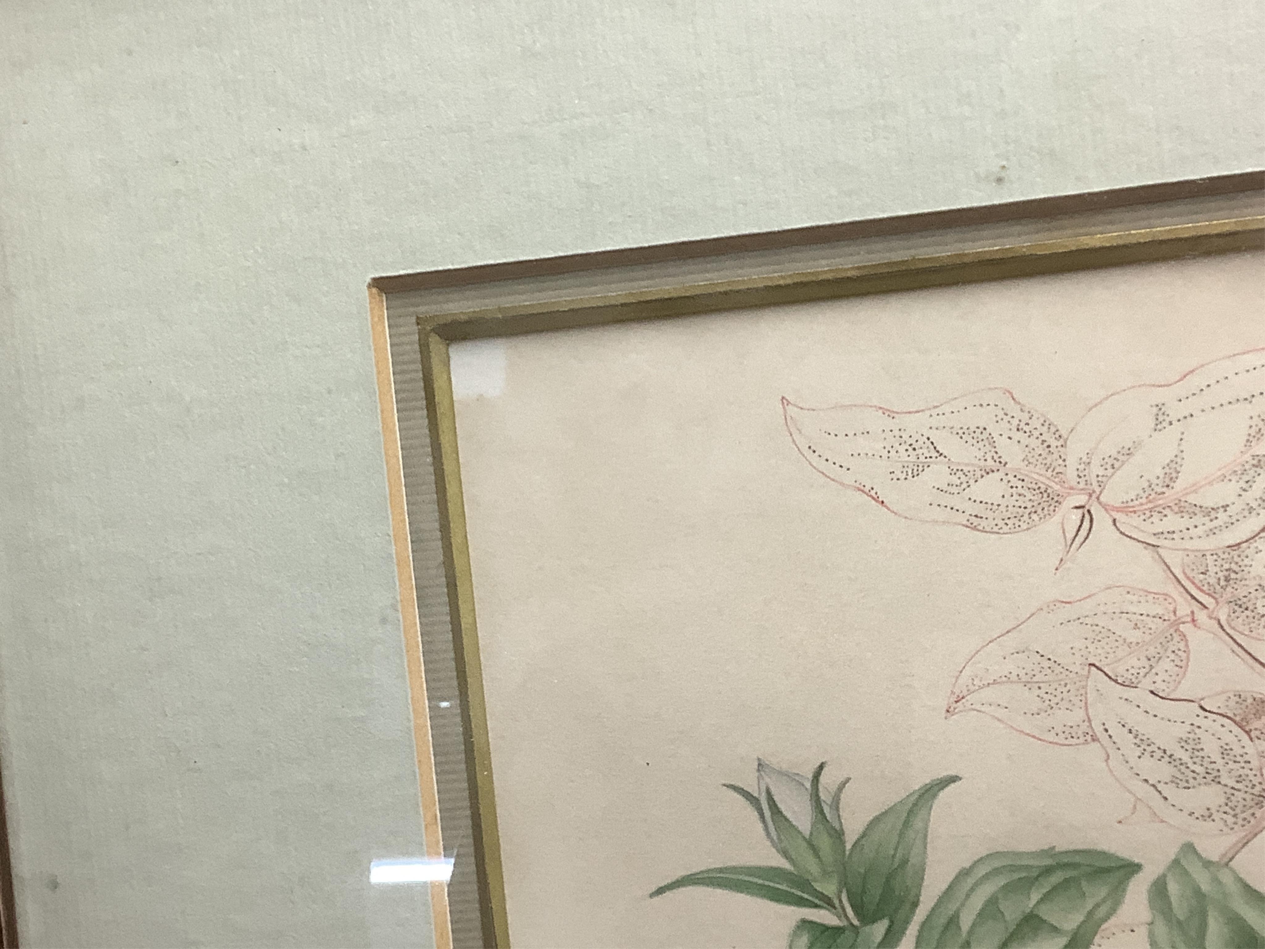 Mary Grierson (1912-2012), Study of flowers, signed, Spink label verso, watercolour heightened with white, 24 x 33cm